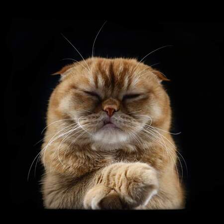 Entry image for Mushi. Clicking this image will show a larger photo