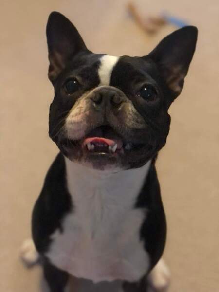 Entry image for Pepper. Clicking this image will show a larger photo