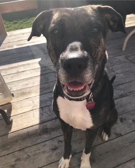 Entry image for Shira. Clicking this image will show a larger photo