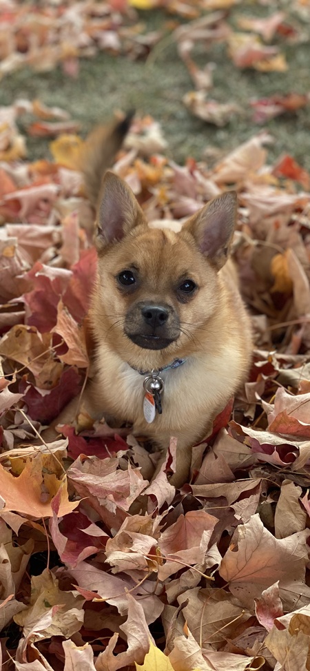 Entry image for Poncho. Clicking this image will show a larger photo