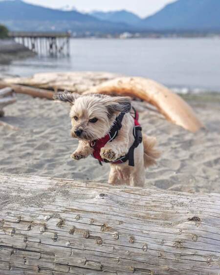 Entry image for Lucy . Clicking this image will show a larger photo