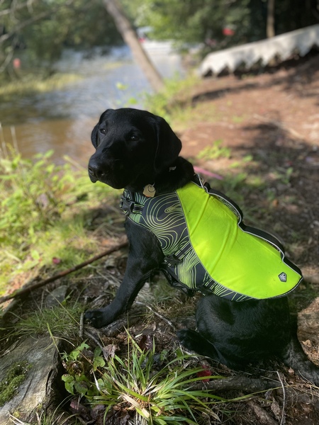 Entry image for Ziggy. Clicking this image will show a larger photo