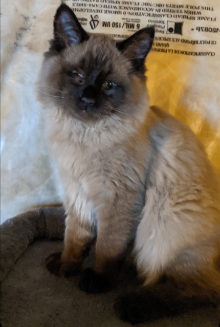 Entry image for Tanuki. Clicking this image will show a larger photo