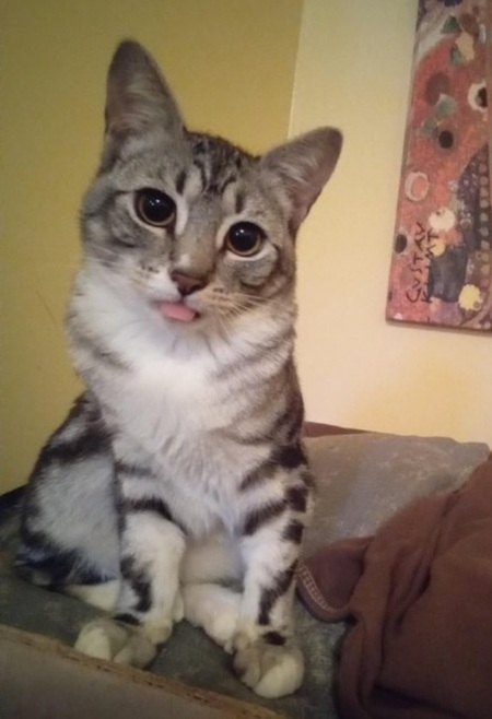 Entry image for Kiwi. Clicking this image will show a larger photo