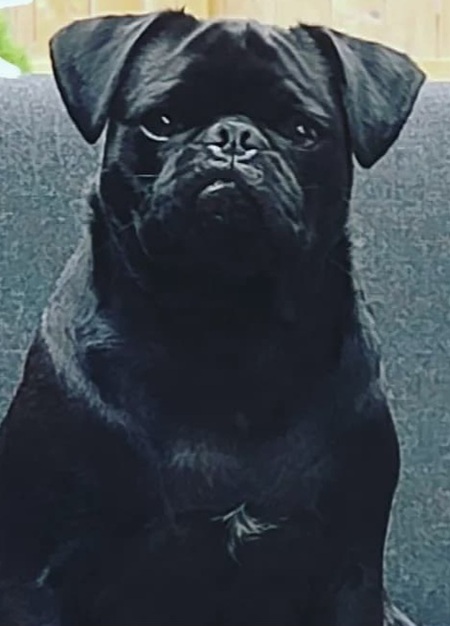 Entry image for Poli. Clicking this image will show a larger photo