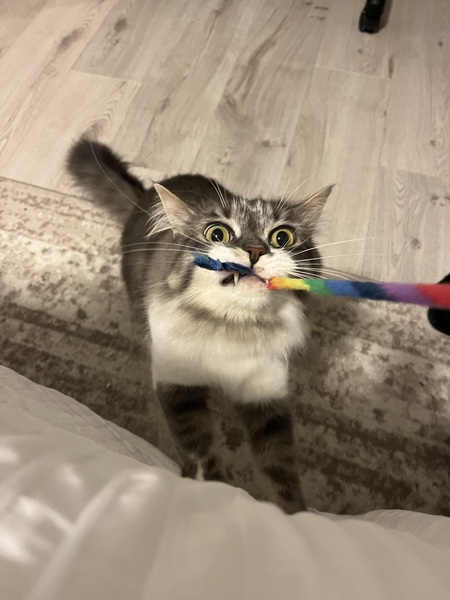 Entry image for Pico de Gallo. Clicking this image will show a larger photo