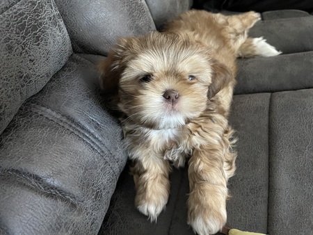 Entry image for Willow . Clicking this image will show a larger photo