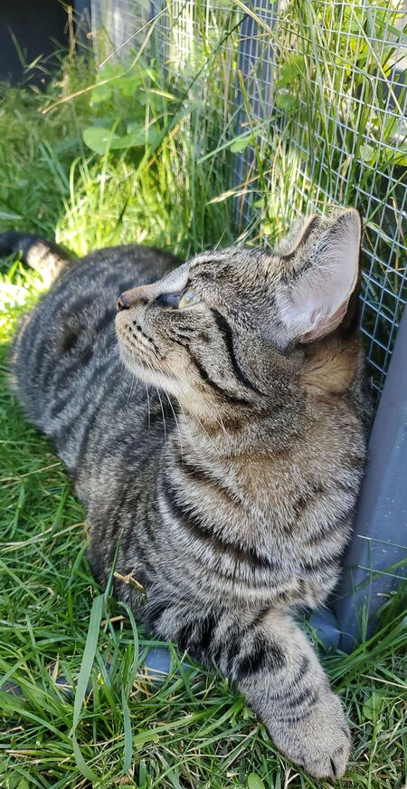 Entry image for Timbit. Clicking this image will show a larger photo