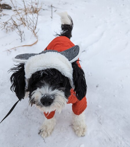 Entry image for Roscoe. Clicking this image will show a larger photo