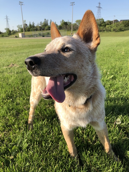 Entry image for Charlie. Clicking this image will show a larger photo