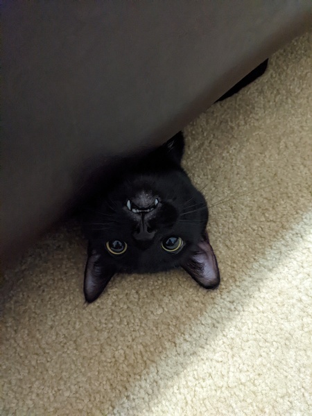 Entry image for Scooter. Clicking this image will show a larger photo