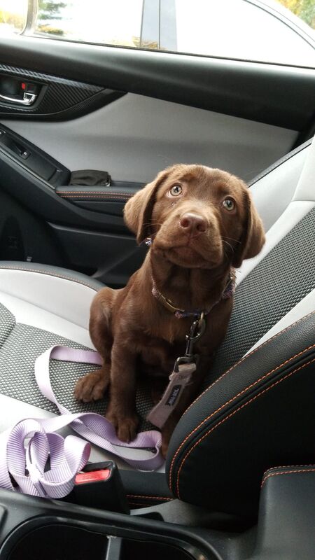 Entry image for Finley. Clicking this image will show a larger photo