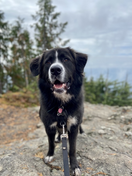 Entry image for Oscar . Clicking this image will show a larger photo