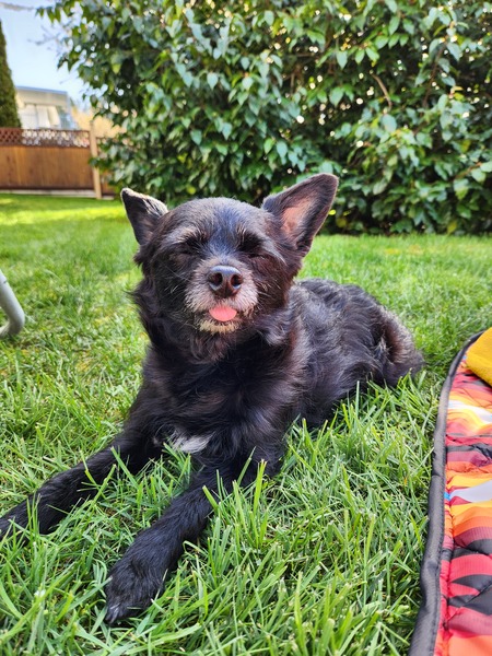 Entry image for Pippi. Clicking this image will show a larger photo