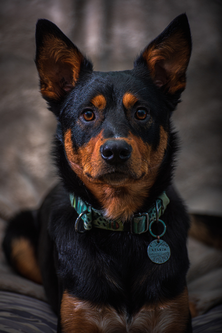 Entry image for Kelvin. Clicking this image will show a larger photo