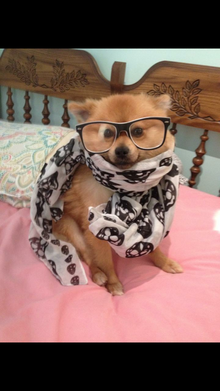 Entry image for Romeo . Clicking this image will show a larger photo