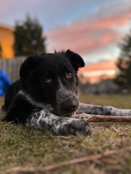 Entry image for Max. Clicking this image will show a larger photo