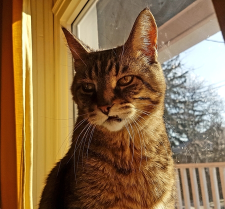 Entry image for Chucky. Clicking this image will show a larger photo