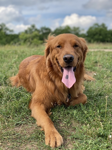 Entry image for Bentley. Clicking this image will show a larger photo