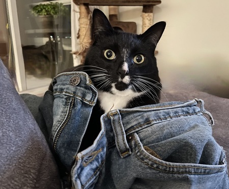 Entry image for Kali. Clicking this image will show a larger photo