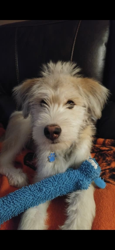 Entry image for Harvey. Clicking this image will show a larger photo