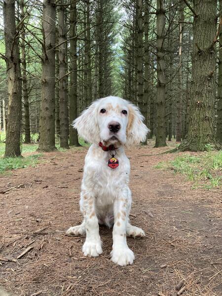 Entry image for Rush. Clicking this image will show a larger photo