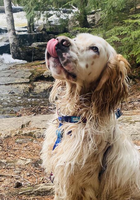 Entry image for Rush. Clicking this image will show a larger photo