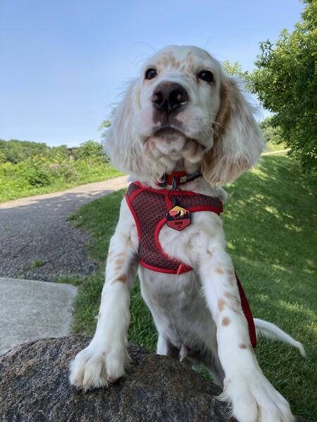 Entry image for Rush. Clicking this image will show a larger photo