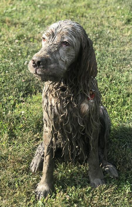 Entry image for Rush. Clicking this image will show a larger photo