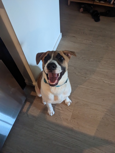 Entry image for Moose. Clicking this image will show a larger photo