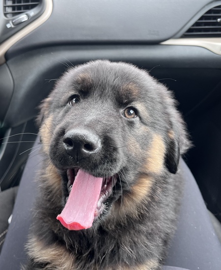 Entry image for Enzo. Clicking this image will show a larger photo