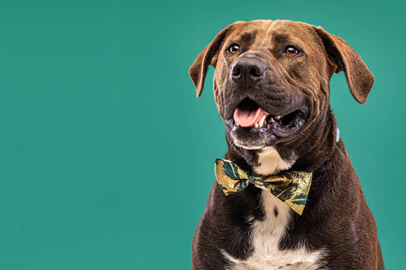 Entry image for Kane. Clicking this image will show a larger photo