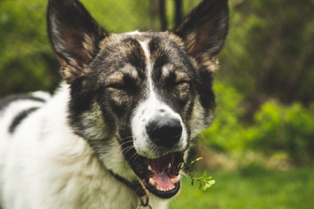 Entry image for Harlow. Clicking this image will show a larger photo