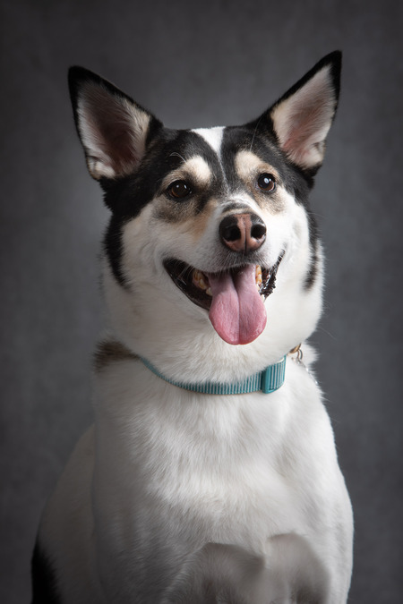 Entry image for Nora "The Bear" . Clicking this image will show a larger photo