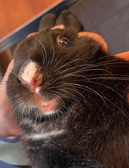 Entry image for Luigi. Clicking this image will show a larger photo