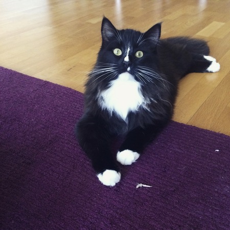 Entry image for Zim. Clicking this image will show a larger photo