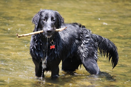 Entry image for Ginnie. Clicking this image will show a larger photo