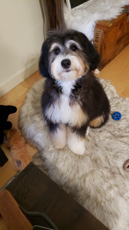 Entry image for Roma. Clicking this image will show a larger photo