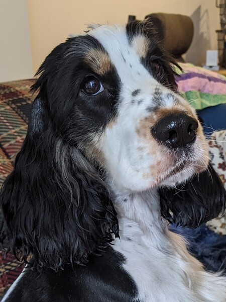 Entry image for Sandy. Clicking this image will show a larger photo