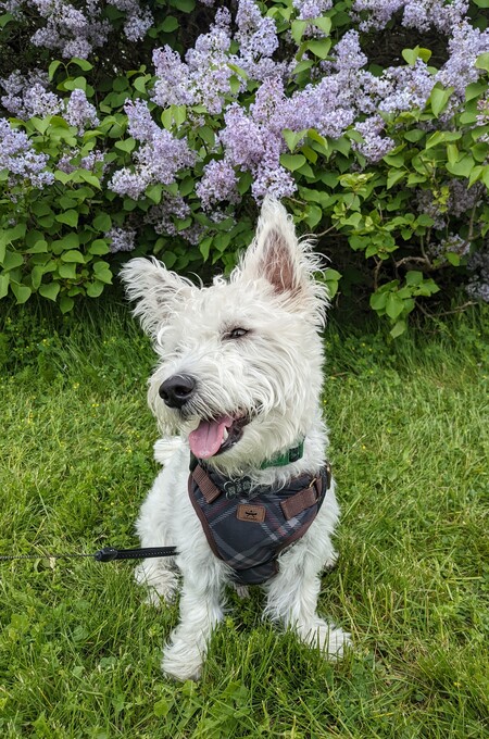 Entry image for Sully. Clicking this image will show a larger photo