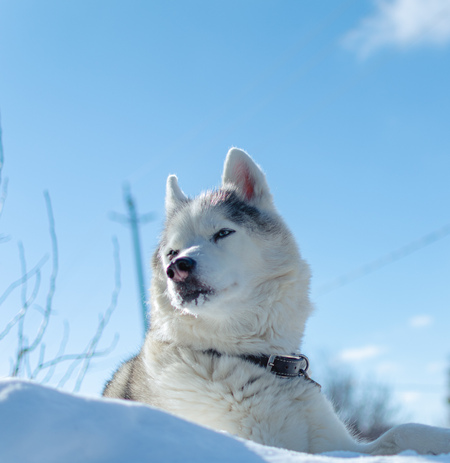 Entry image for Sawyer. Clicking this image will show a larger photo