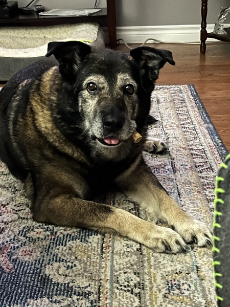 Entry image for Pepper. Clicking this image will show a larger photo