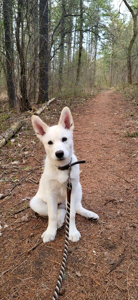 Entry image for Fenrir. Clicking this image will show a larger photo