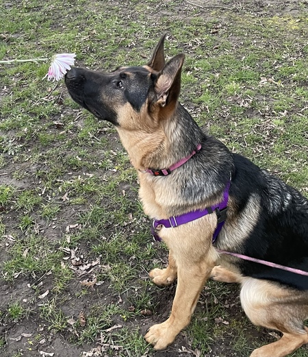 Entry image for Charlie. Clicking this image will show a larger photo