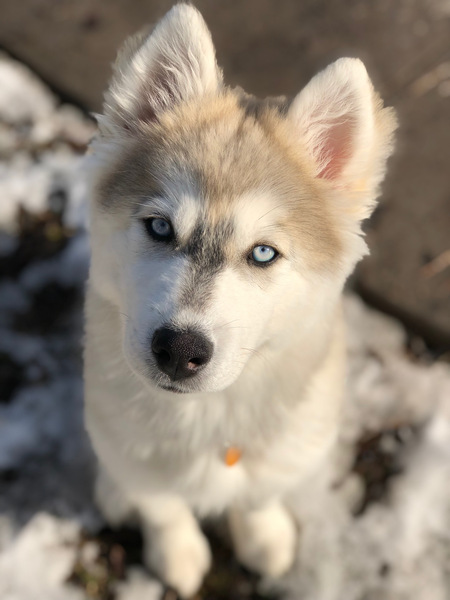 Entry image for Loki. Clicking this image will show a larger photo