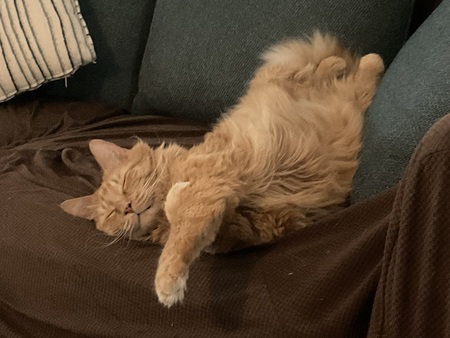 Entry image for Reilly. Clicking this image will show a larger photo