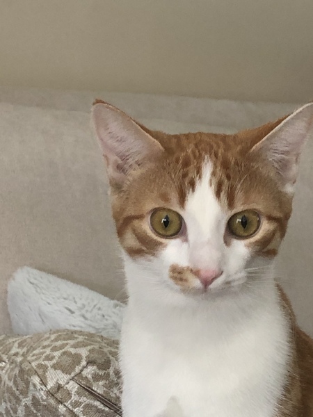 Entry image for Cheeto. Clicking this image will show a larger photo