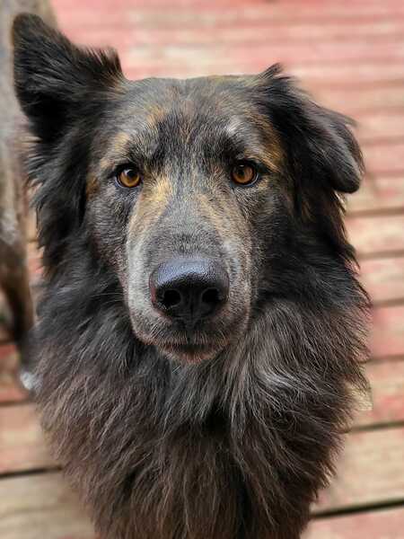 Entry image for Bazzie. Clicking this image will show a larger photo