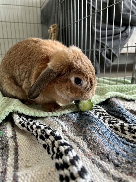 Entry image for Lemon. Clicking this image will show a larger photo