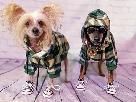 Entry image for Oi & Gracie. Clicking this image will show a larger photo